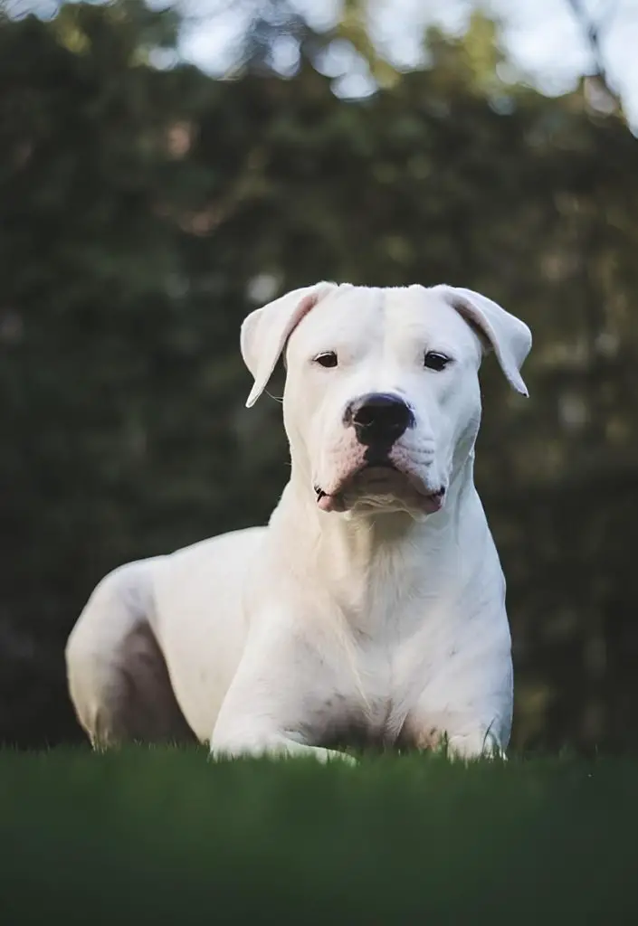 um cão da raça dogo argentino deitado em um gramado