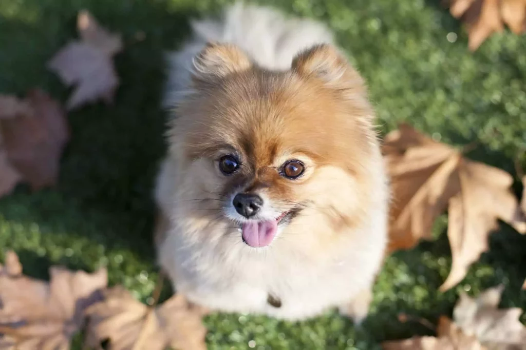 um cão da raça lulu da pomerânia em um gramado com folhas secas caidas ao chão.