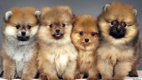 quatro cães da raça lulu da pomerânia lado a lado.