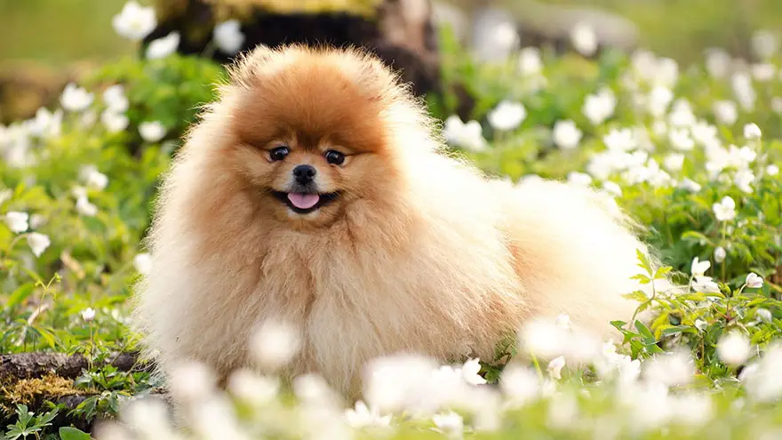um cão da raça lulu da pomerânia deitado em um jardim com flores.