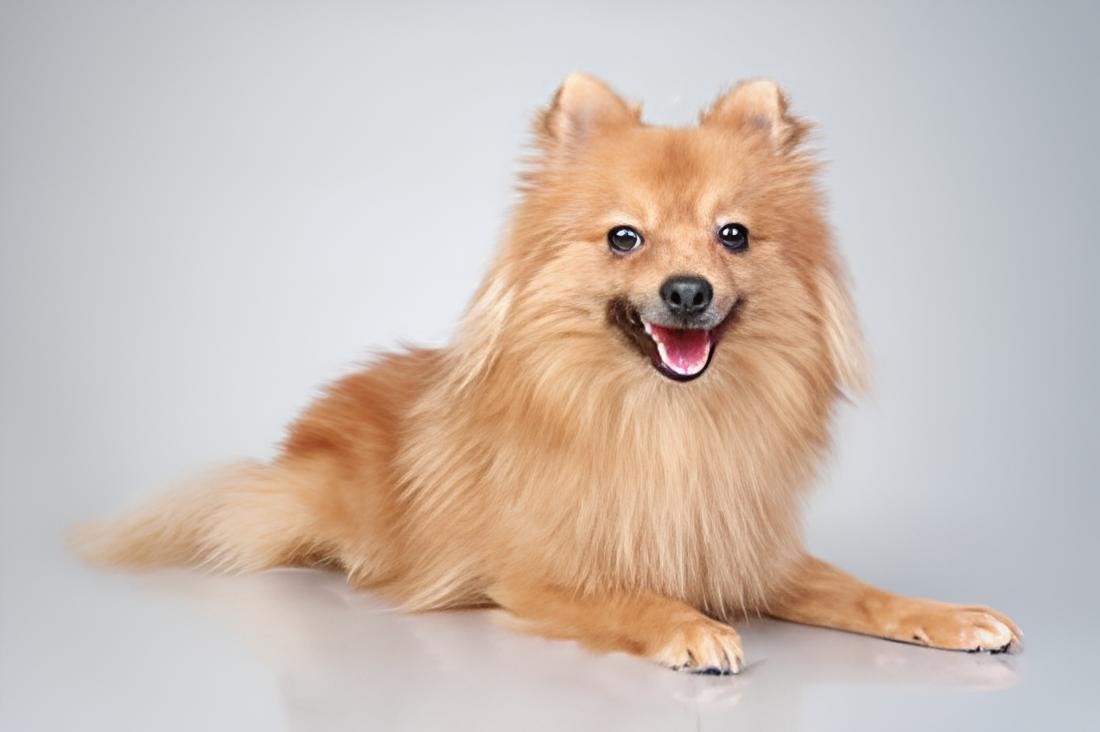 um cão da raça lulu da pomerânia deitado descansando.