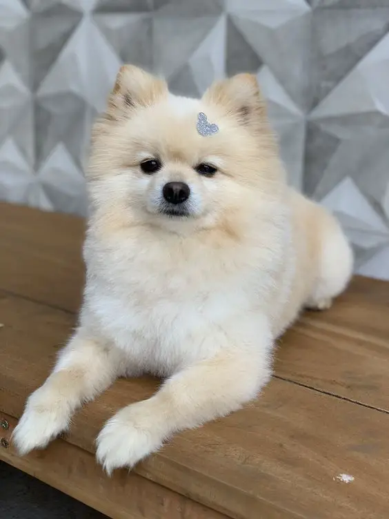 um cão da raça lulu da pomerânia com um lacinho na cabeça deitado.