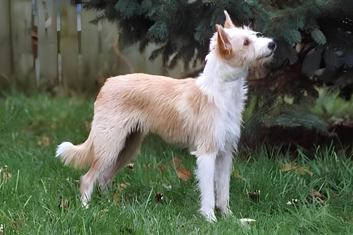 um cão da raça podengo português em um gramado com árvore.