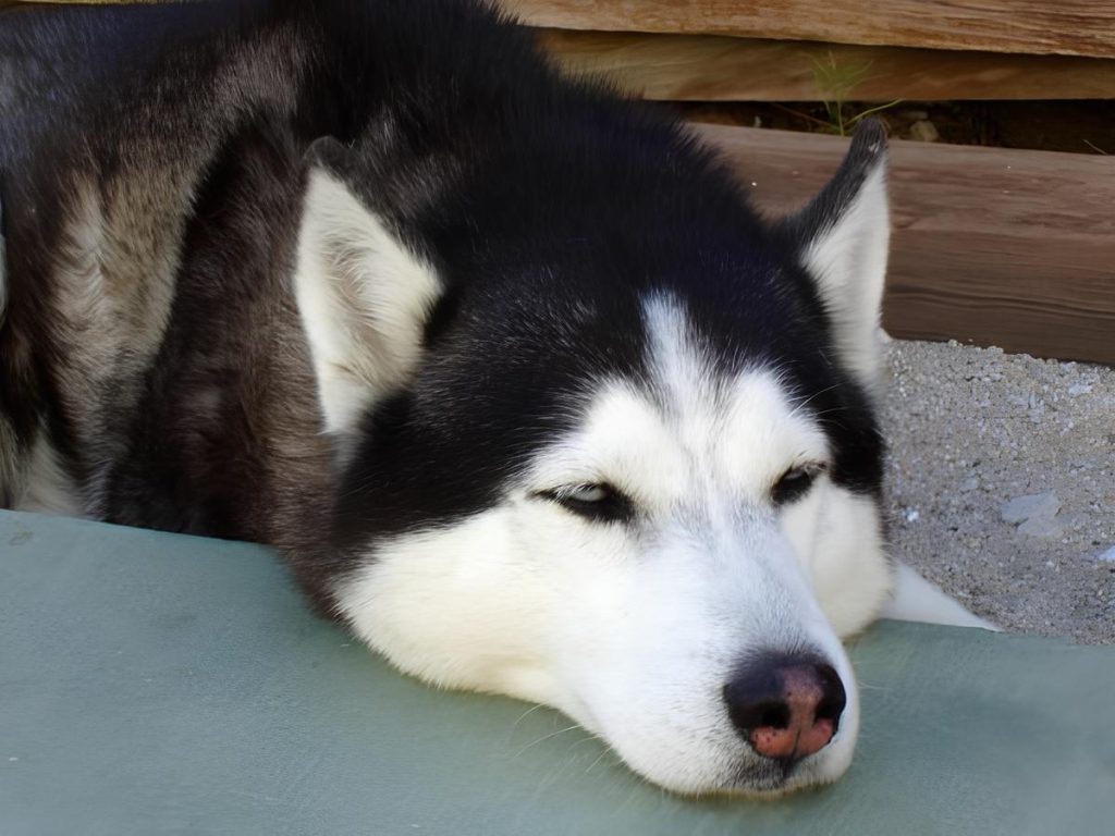cachorro da raça husky siberiano na pelagem preta e branca com olhos claros deitado.