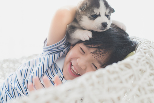 criança asiatica brincando em um filhote de cachorro da raça husky siberiano.