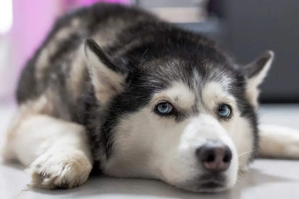 um cachorro da raça husky siberiano com pelagem nas cores preto e branco com olhos azuis claros deitado ao chão