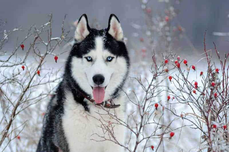 imagems de um cachorro da raça husky siberiano na pelagem nas cores preta e branco com olhos azuis claros, em um ambiente com neve.