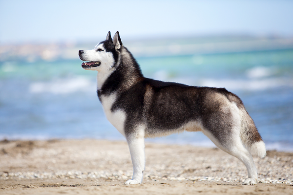 um cachorro da raça husky siberiano na areia de praia.