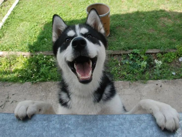 husky siberiano na pelagem branco e preto de pé com as patinhas em cima de uma janela, ao fundo quintal verde.