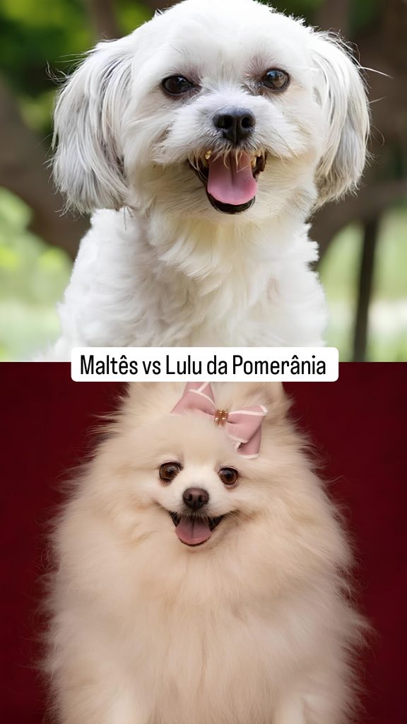 duas raças de cachorros, maltes e lulu da pomerânia 