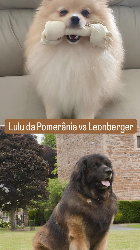 Dois cães, sendo uma da raça lulu da pomerânia com um ossinho na boca e outro da raça Leonberger sentado em um gramado.