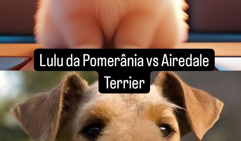 Dois cães das raças Lulu da Pomerânia e Airedale Terrier.