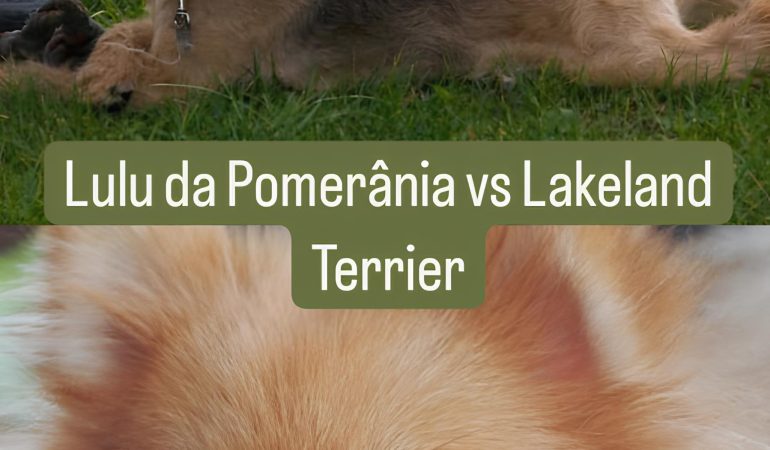 Dois cães da raça lulu da pomerânia e outro lakeland terrier.