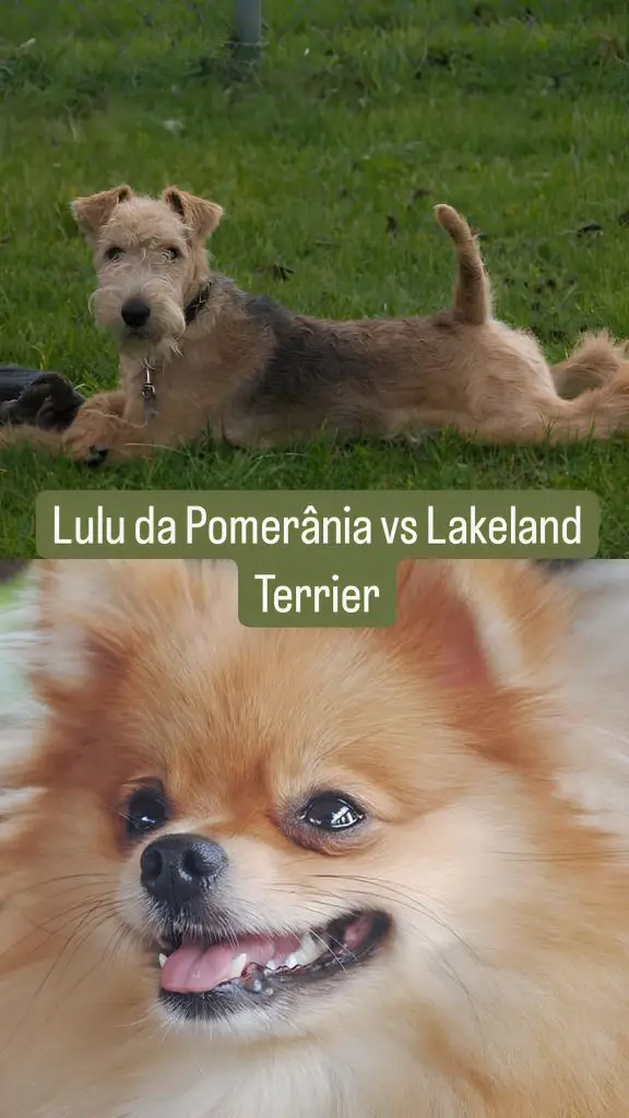 Dois cães, sendo um da raça lulu da pomerânia e outro Lakeland terrier.