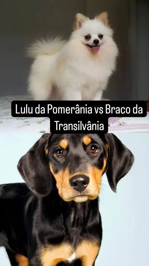 Dois cães, sendo um da raça lulu da pomerânia e outro braco da transilvânia.