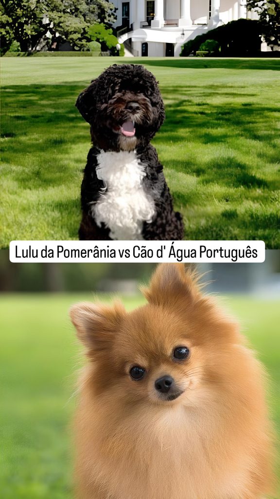 dois cães das raças lulu da pomerânia e cão d´água portugues, ambos sentados em um gramado.
