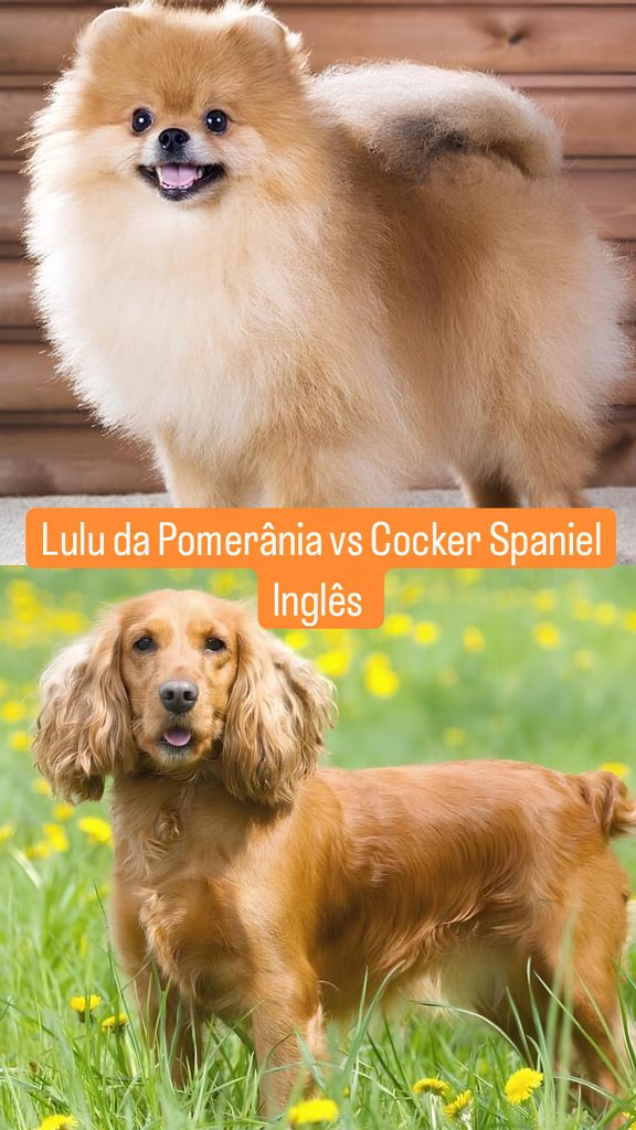 Dois cães, sendo um da raça lulu da pomerânia e outro cocker ingles spaniel.