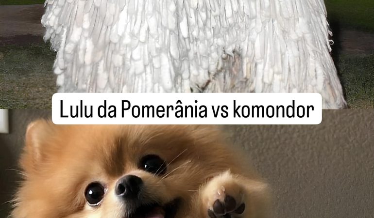 Dois cães das raças lulu da pomerânia e Komondor