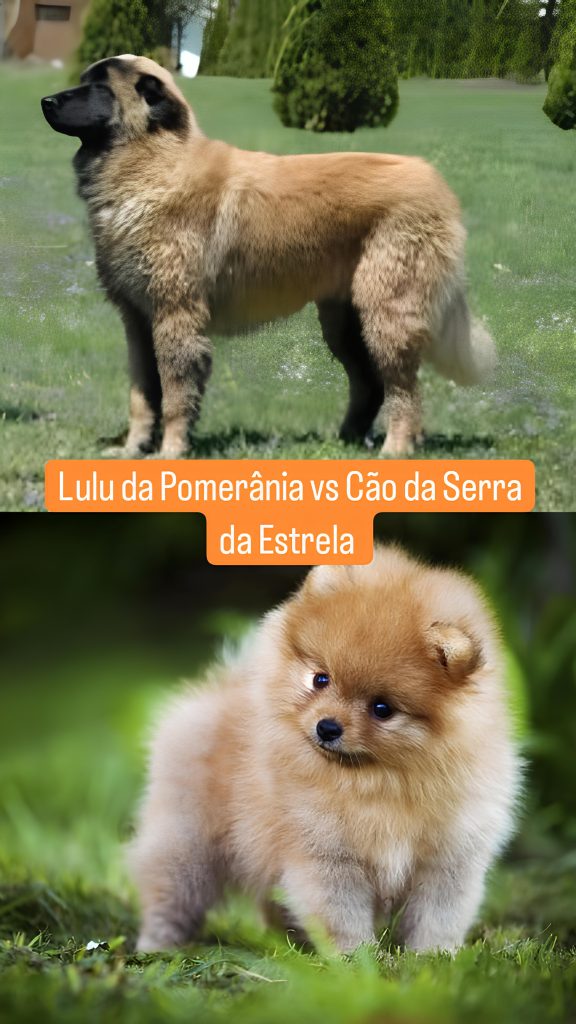 dois cães, sendo um da raça lulu da pomerânia e outro cão da serra da estrela.