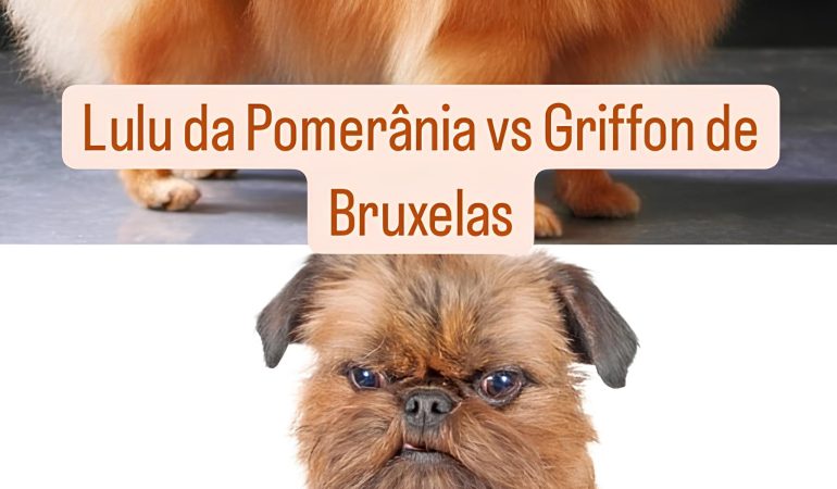 Dois cães, sendo um da raça lulu da pomerânia e outro Griffon de Bruxelas.