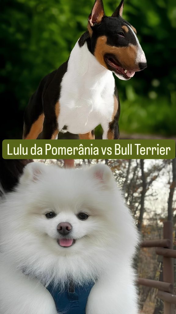 Dois cães das raças lulu da pomerânia e Bull Terrier.