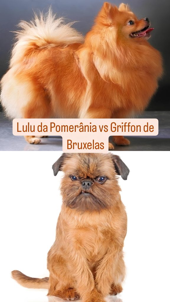 Dois cães, sendo um da raça lulu da pomerânia e outro Griffon de Bruxelas.
