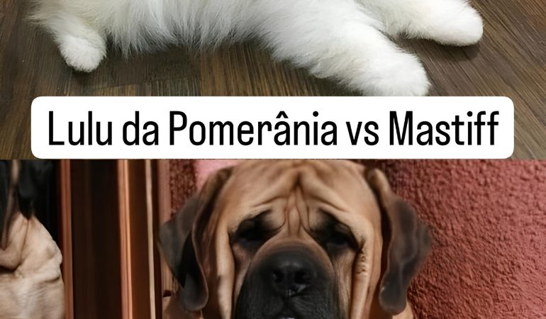 dois cães das raças lulu da pomerânia e mastiff deitados em um chão