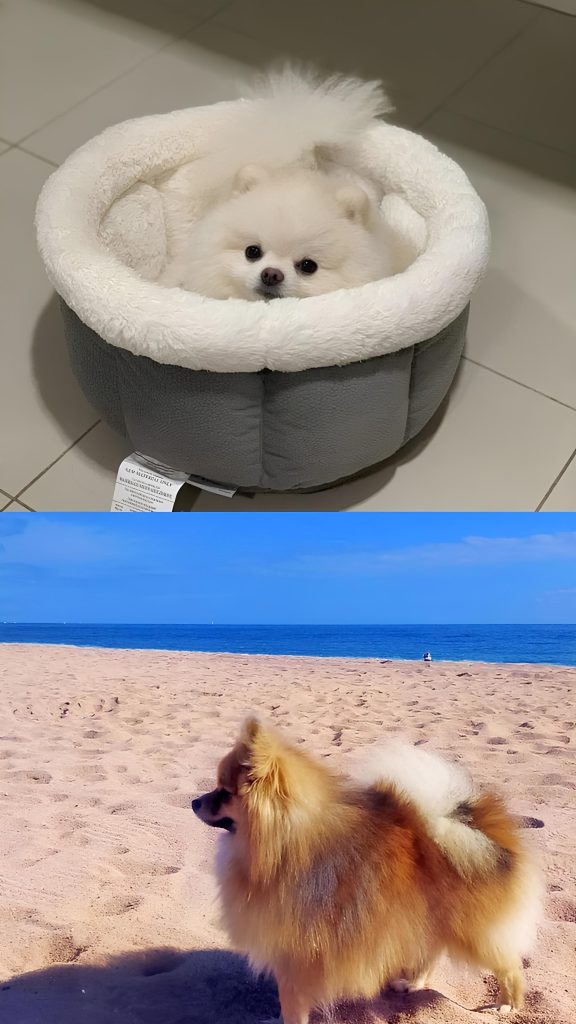 Dois cães ambos da raça lulu da pomerãnia, um deles em uma areia na praia e outro deitado em um caminha de frio.