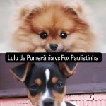 Dois cães , sendo um da raça lulu da pomerânia e outro fox paulistinha.