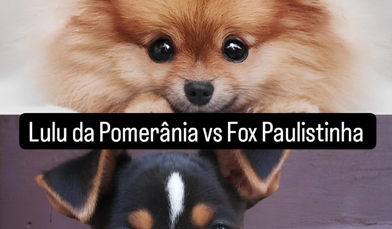 Dois cães , sendo um da raça lulu da pomerânia e outro fox paulistinha.