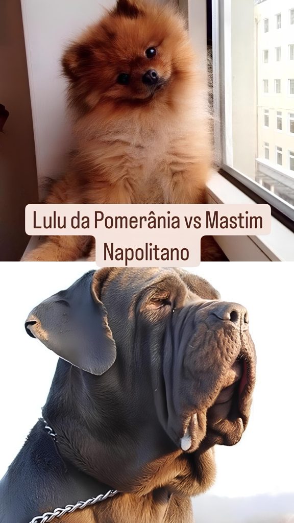 Dois cães das raças lulu da pomerânia e mastim napolitano.