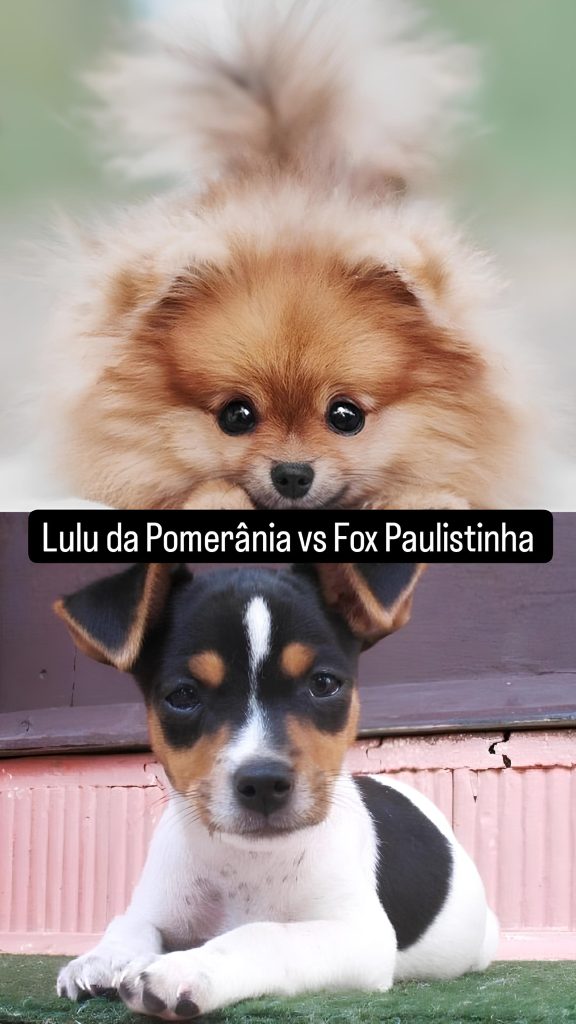 Dois cães, sendo um da raça lulu da pomerânia e outro fox paulistinha.