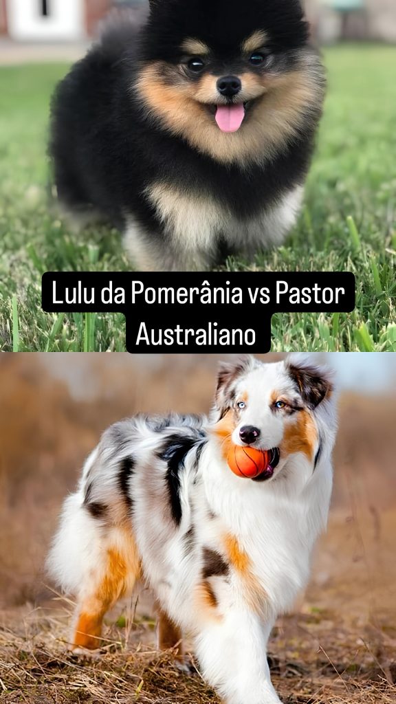 Dois cães da raça lulu da pomerânia e pastor australiano.