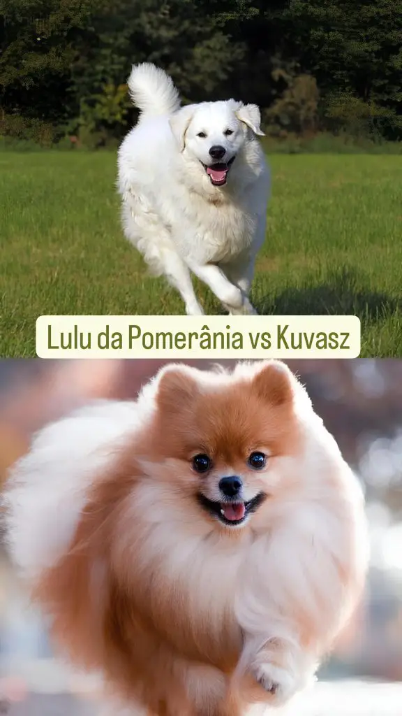 Dois cães, senod um da raça lulu da pomerânia e outro Kuvasz.