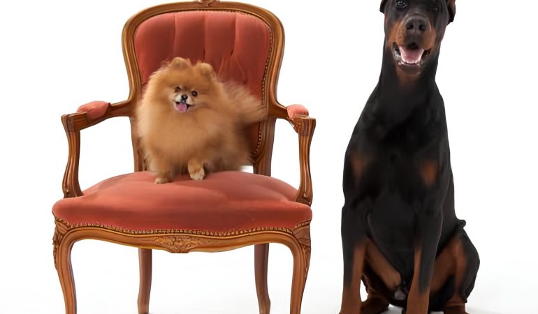 dois cachorros das raça dobermann e lulu da pomerânia, o lulu esta sentada em uma cadeira antiga na cor vermelha