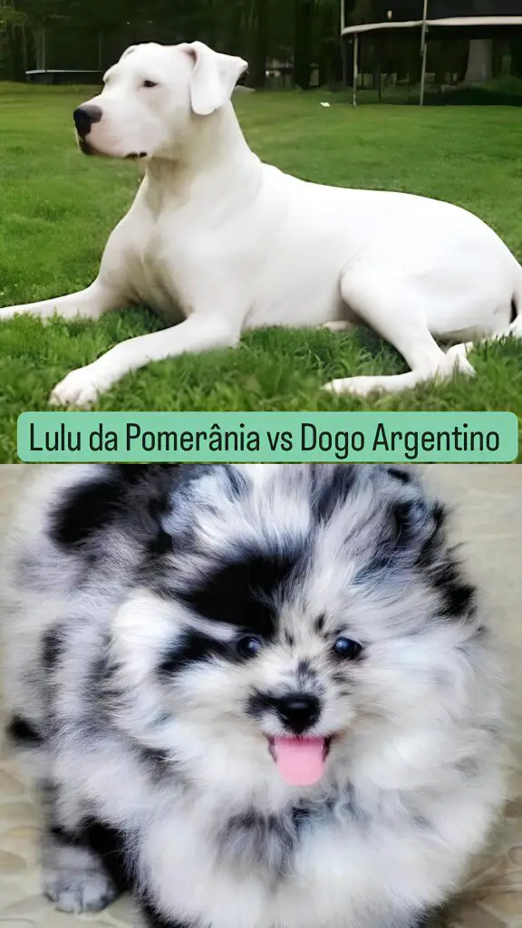 Dois cães, sendo um da raça lulu da pomerânia e outro dogo argentino