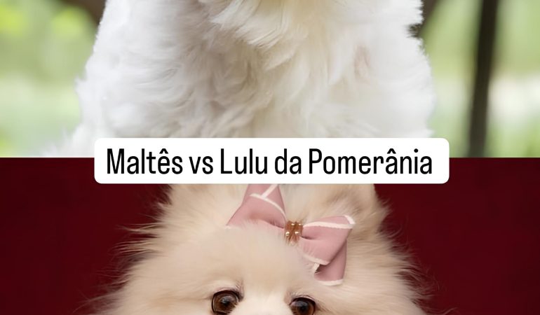 dois cachorros das raças lulu da pomerânia e maltês