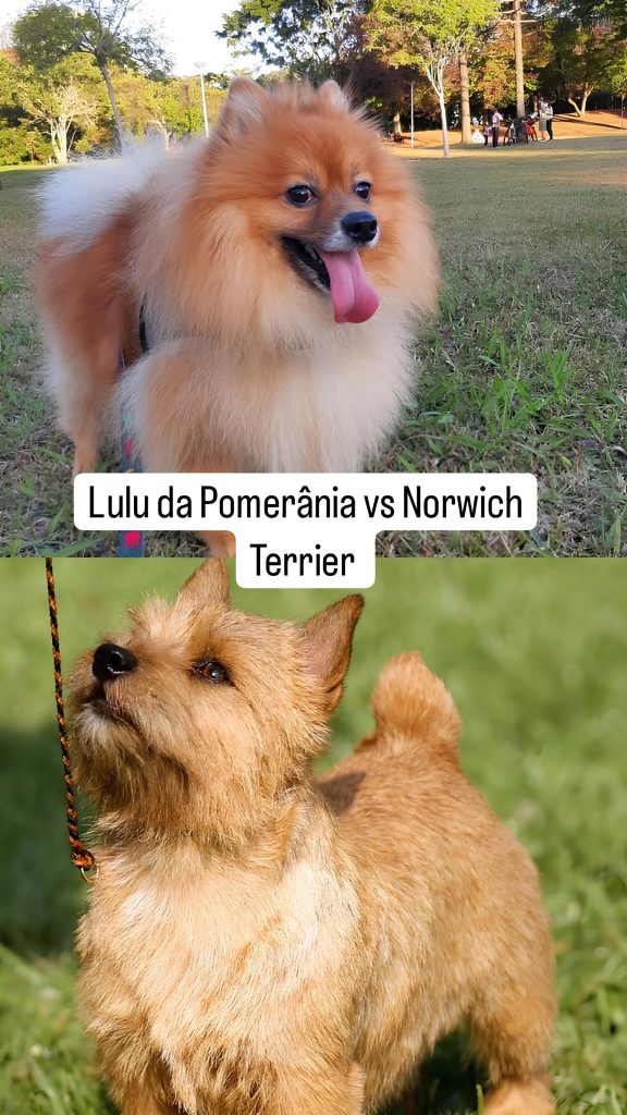 dois cães da raça lulu da pomerânia e norwich terrier, ambos em um gramado.