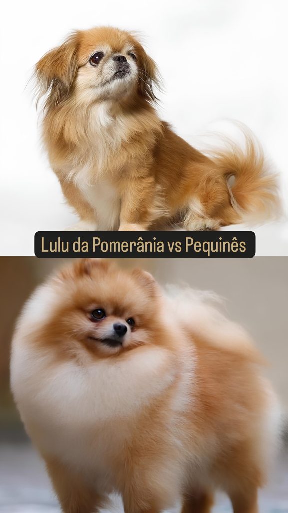 Dois cães, sendo um da raça lulu da pomerânia e outro pequinês.