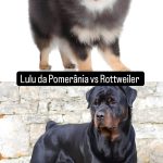 dois cães, sendo um da raça lulu da pomerânia e outro rottweiler.
