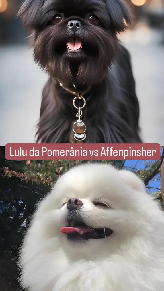 dois cães, sendo um da raça affenpinsher e outro da lulu da pomerânia.