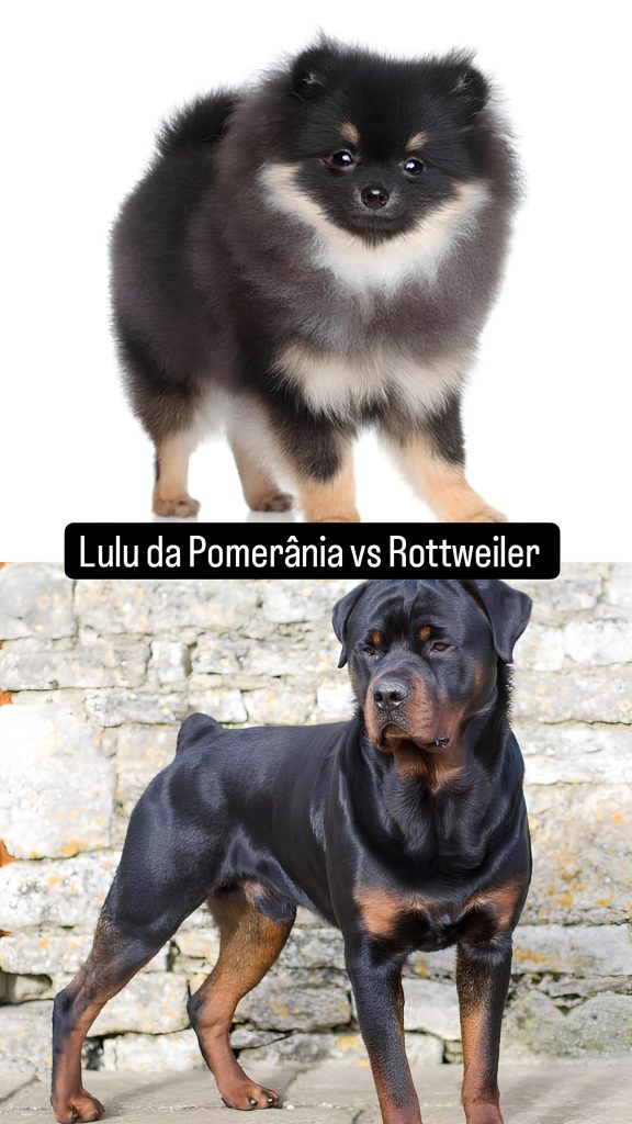 Dois cães, sendo um da raça lulu d apomerânia e outro rottweiler