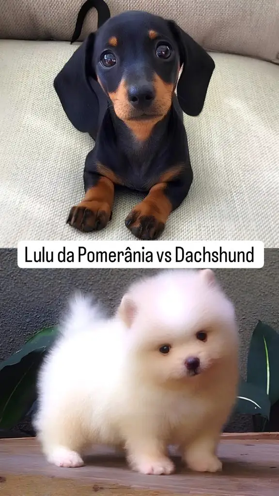 Dois cães filhotes da raça lulu da pomerânia e Dachshund.
