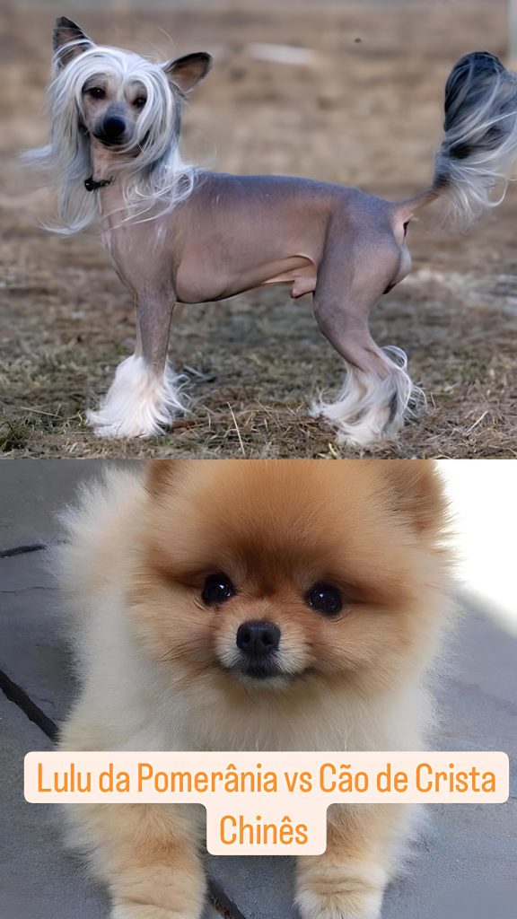 Dois cães, sendo um da raça Cão de Crista Chinês e outro lulu da pomerânia.