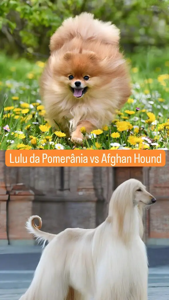 Dois cães das raça lulu da pomerânia e Afghan Hound.