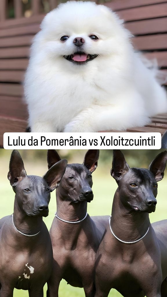 cães de raças diferentes sendo um cão da raça lulu da pomerânia e três da raça xoloitzcuintli.
