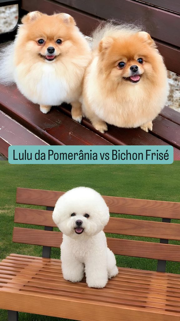 Dois cães sentados em um banco de madeira, um da raça lulu da pomerânia e outro da raça Bichon Frisé.