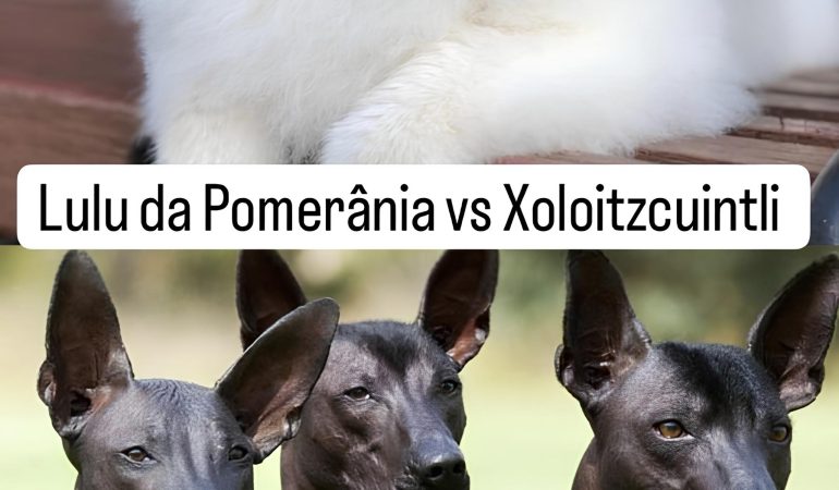 um cão da raça lulu da pomerânia e três cães da raça Xoloitzcuintli.