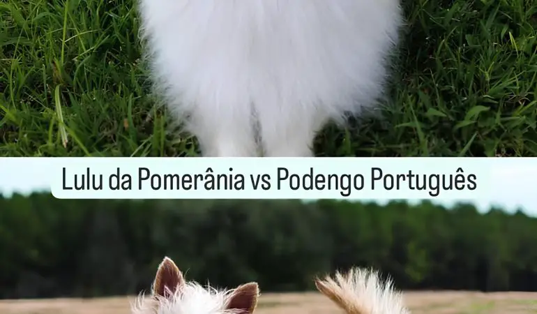 dois cães, sendo um da raça lulu da pomerânia e outro podengo português