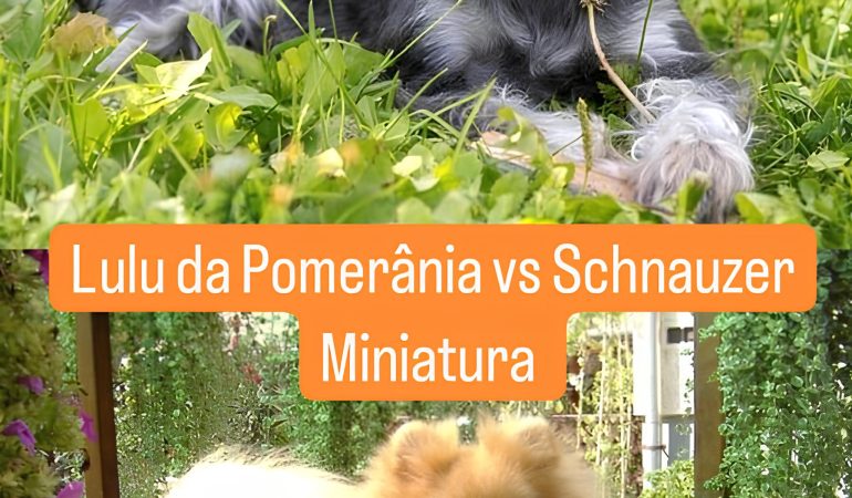 dois cães sendo um da raça lulu da pomerânia outro schnauzer miniatura.